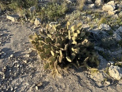 Opuntia strigil