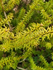 Podocarpus acutifolius