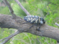 Lampetis dilaticollis