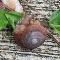 Quantula striata