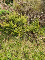 Podocarpus acutifolius