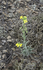 Erysimum flavum altaicum