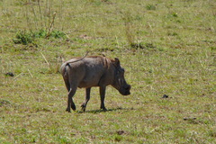 Phacochoerus africanus massaicus