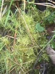 Thuidiopsis