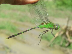 Erythemis vesiculosa