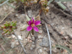 Portulaca californica