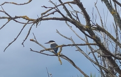 Todiramphus sanctus vagans