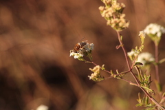 Palpada mexicana