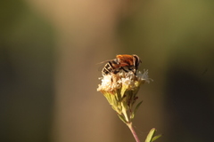 Palpada mexicana