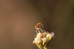 Palpada mexicana