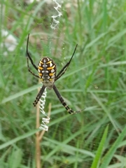 Argiope catenulata