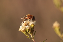 Palpada mexicana