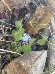 Acourtia nana