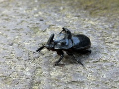 Trichogomphus mongol