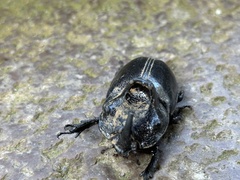 Trichogomphus mongol