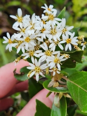 Olearia arborescens