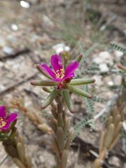 Portulaca californica
