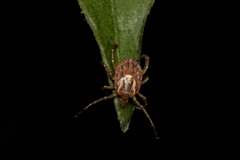 Amblyomma