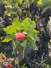 Protea grandiceps
