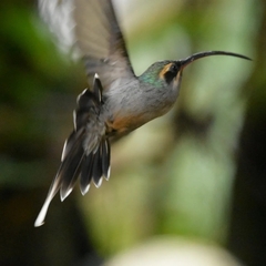 Phaethornis guy