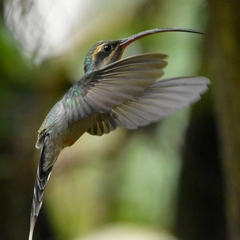 Phaethornis guy
