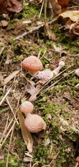Armillaria gallica