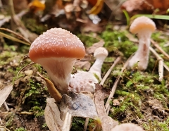 Armillaria gallica