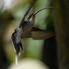 Phaethornis guy