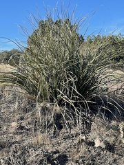 Nolina microcarpa