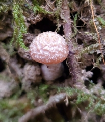 Armillaria gallica