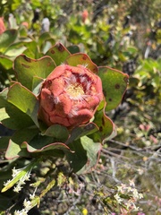 Protea grandiceps