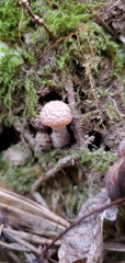 Armillaria gallica