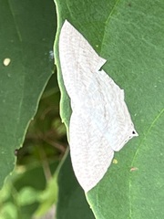 Acropteris ciniferaria