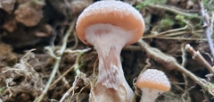 Armillaria gallica