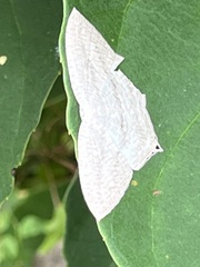 Acropteris ciniferaria