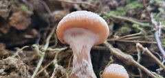Armillaria gallica