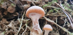 Armillaria gallica