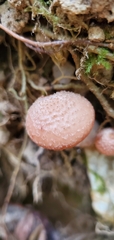Armillaria gallica