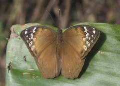 Bebearia cocalia badiana