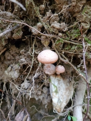 Armillaria gallica