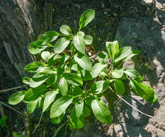 Valeriana occidentalis