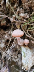 Armillaria gallica