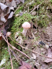Armillaria gallica