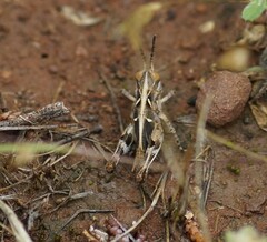 Austroicetes