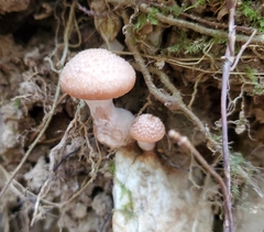 Armillaria gallica