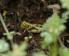 Austroicetes