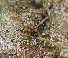 Austroicetes