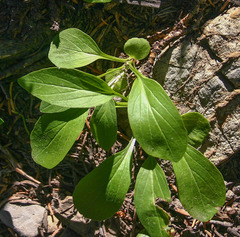 Valeriana occidentalis