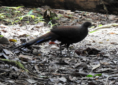 Polyplectron inopinatum