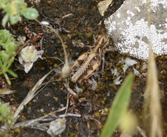Austroicetes